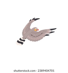 Sunda zebra finch flying in sky. Exotic wild bird spread wings, floating in air. Australian animal with striped tail. Feathered pet, small parrot. Flat isolated vector illustration on white background