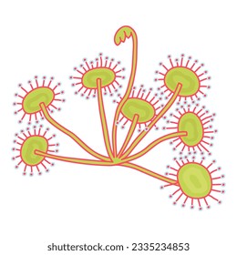 Sundew carnivorous plant - hand drawn vector illustration. Flat color design.