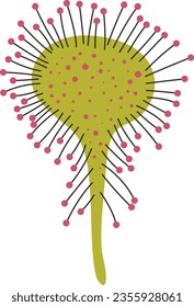 Sundew Drosera spp carnivorous plant vector illustration in isolated white background