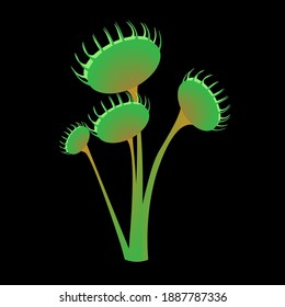 sundew flytrap Dionaea muscipula Droseracea vector illustration