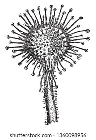   Sundew Plant Leaf Multiple fibers are present, spherical ball present at its apex