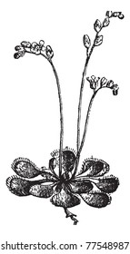 Sundew or Round-leaved Sundew or Drosera rotundifolia, vintage engraving. Old engraved illustration of a Sundew plant. Trousset Encyclopedia