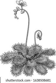 Sundews illustration, drawing, engraving, ink, line art, vector