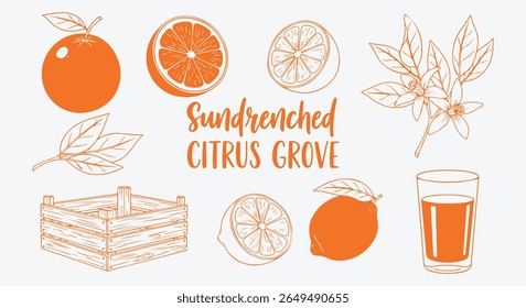 Sundrenched citrus grove illustration set. Whole orange, sliced fruit, blossom twig, wooden crate, lemon and juice glass in orange line. Sunny Mediterranean food graphic