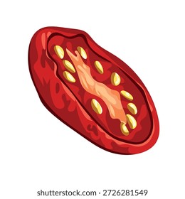 Sun-dried tomatoes. Flat vector clipart, illustration with isolated background.