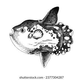 Sunfish hand drawn vector illustration