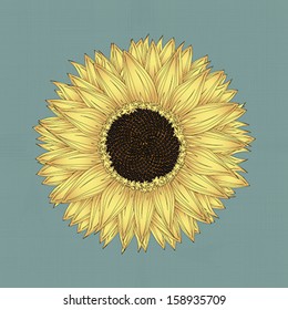 Sunflower 