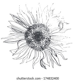 sunflower