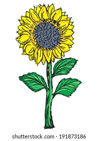 sunflower