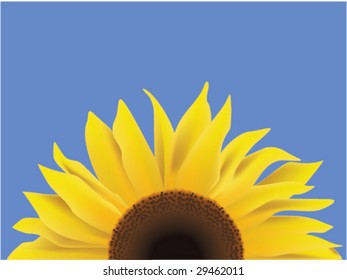 Sunflower.