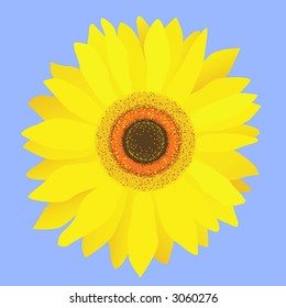 sunflower