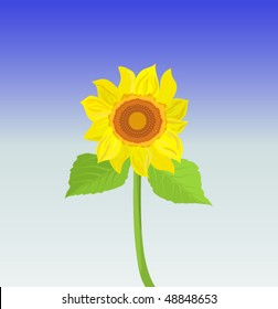 sunflower