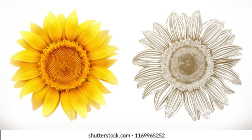 Sunflower. 3d realism and engraving styles. Vector illustration svg