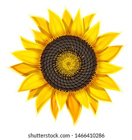 Sunflower agricultural plant head with oil seeds isolated on white background. Vector illustration.