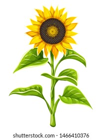 Sunflower agricultural plant head with oil seeds and green leaves isolated on white background. Vector illustration.