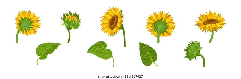 Sunflower Agricultural Plant on Green Stem Vector Set