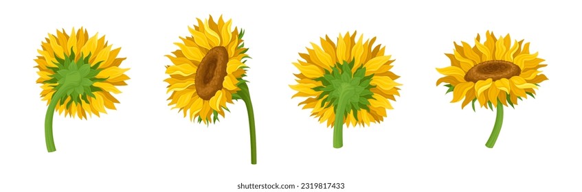 Sunflower Agricultural Plant on Green Stem Vector Set