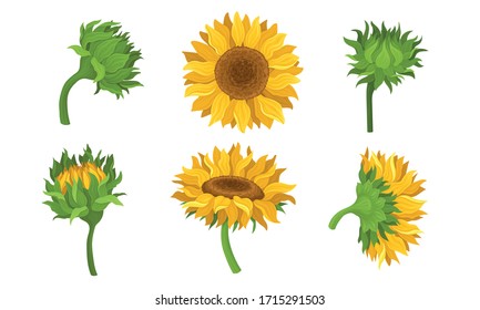 Sunflower Agricultural Plant with Yellow Petals and Seeds Vector Set
