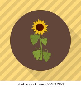 Sunflower agriculture crop. Color flat icon