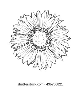 Sunflower aster daisy isolated on white background. ?lose-up flower macro view. Detailed black and white vector illustration.