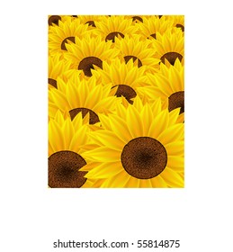 Sunflower Background