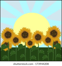 Sunflower background with blue sky, vector. 