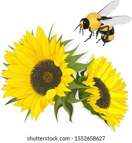 Sunflower with bee on white background.  Agriculture farming plant. Vector image.