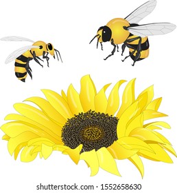 Sunflower Bee On White Background Agriculture Stock Vector (royalty 