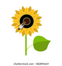 Sunflower with bee. Vector illustration isolated on white background