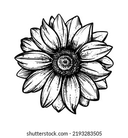 Sunflower black linear drawing. Hand drawn wild flower sketch. Vector illustration on an isolated background. Ideal for printing on paper and fabric