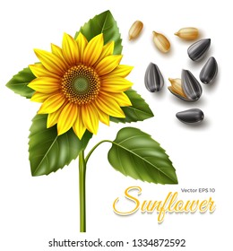 Sunflower and black seeds. Realistic vector illustration