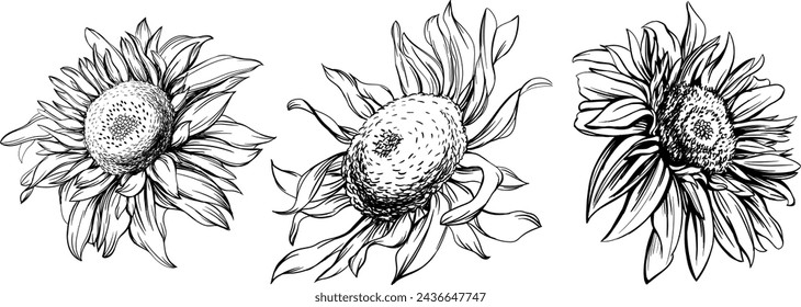 Sunflower black and white engraved ink art set. Isolated flower illustration element on white background collection.