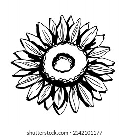 Sunflower. Black and white illustration. Vector clipart