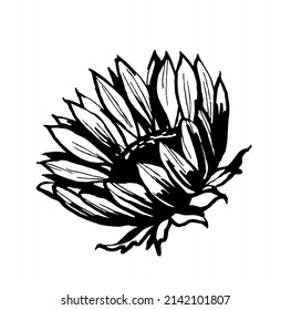 Sunflower. Black and white illustration. Vector clipart