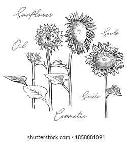 
Sunflower in black and white outline. Freehand drawing, vector isolated ink illustration. Logo, icons, background, pattern.