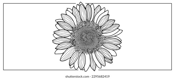 Sunflower black and white vector illustration. Illustration for decor, designs, postcards, business cards, presentations