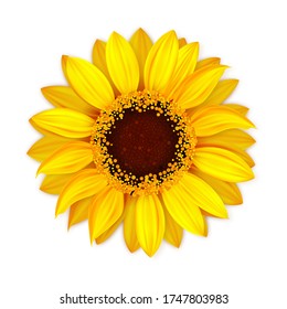 Sunflower Blooming Botanical Nature Flower Vector. Blossom Sunflower With Seeds And Petals, Seasonal Natural Botanical Floral Plant For Oil Product. Agriculture Realistic 3d Illustration