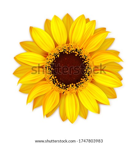 Similar – Image, Stock Photo sunflower blossom