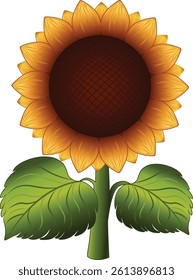 Sunflower blooming vector illustration on white background. Nature flower illustration for summer.