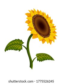 Sunflower blossom. Hand drawn sunflower with green leaves. Flat color vector icon for flower apps and websites