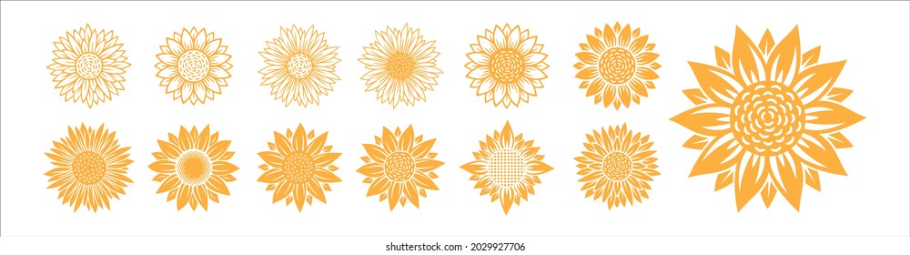 Sunflower blossom vector illustration set. Sunflower, aster, marigold flower illustration design set. Yellowish color