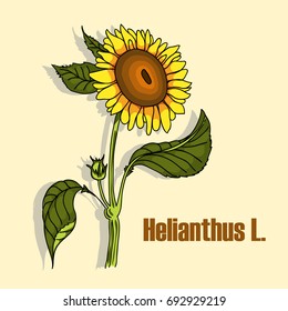 Sunflower blossoming with stem and leaves. Vector illustration