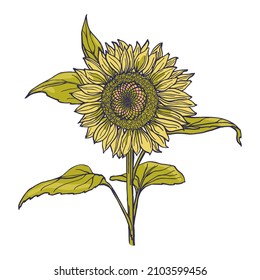 Sunflower botanical floral illustration. Line art hand drawn in pen and ink. Sunflower isolated drawing. Yellow summer flower.