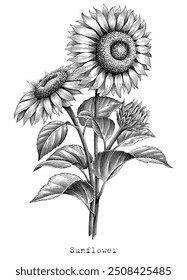 Ilustración botánica de girasol estilo de grabado vintage arte de Clip en blanco y negro