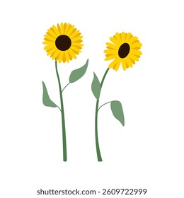 Sunflower branches with leaves. Vector flat botanical illustration on isolated background