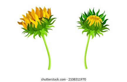 Sonnenblumenknospe und blühendes Blumenset. Botanisches Blumendesign-Element, Vektorgrafik
