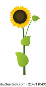 Sunflower bush. Harvest agricultural plant. Food product of sunflower oil production. Farmer farm illustration. Object isolated on white background. Vegetable garden cultivation. Vector.