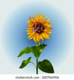 Sunflower with butterflies.  Summer flower isolated on a blue hue transition.