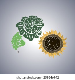 Sunflower and cabbage