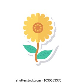 sunflower camomile garden 